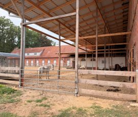 In der ländlichen "SPLG" Auf einem Pferdehof stehen Pferde, zwei weiße schauen interessiert zur Kamera
